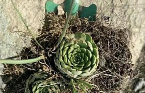  顽强@1种野草“不常见”，却长在“屋顶”，被称为“瓦花”，很顽强！