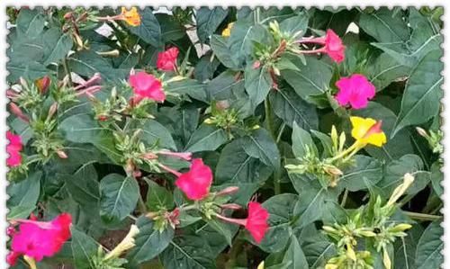  【记得】遇到地雷花记得捡回家，我也是刚知道，记得提醒家人