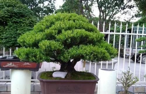  【代表】10年前一盆上万，10年后一盆十块，烂大街的黄杨，被玩坏的盆景