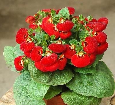  「洋桔梗」在室内养护花卉，选以下3种花卉，花色绚丽，丰富多样，花大妖娆
