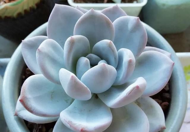  「静夜」关于多肉植物杂交的那些品种，你养过多少呢？