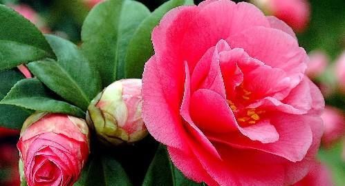  『不好』茶花总是养不好,了解这几个养护技巧,花朵开到拳头大
