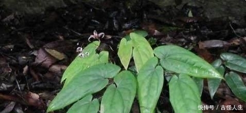  #变得越来越#农村一野草，人称“千两金”，当下一斤超百元，遇