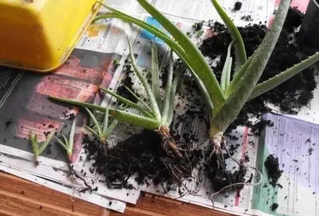  剥皮的部分：学会用压条繁殖植物，就感觉播种和扦插植物弱爆了，你喜欢哪种？
