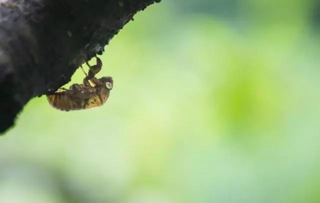 不是谣言!杭州最近这东西多到成灾,跪求吃货出手!
