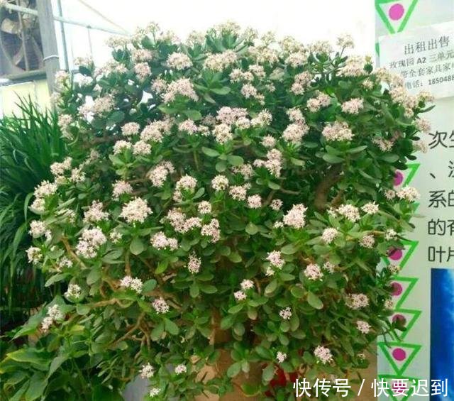  『开春以后』早早把玉树“剃成”光杆子，新芽嗖嗖冒，1年变老桩！