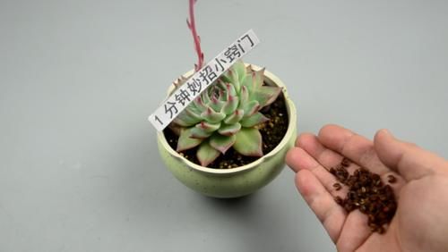  【花椒】一把花椒丢花盆里，省钱又实用，效果真厉害，看了快告知身边人