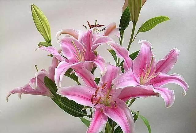  「植株开花之后」这几种花最受老人的欢迎，快给家里老人养一盆吧