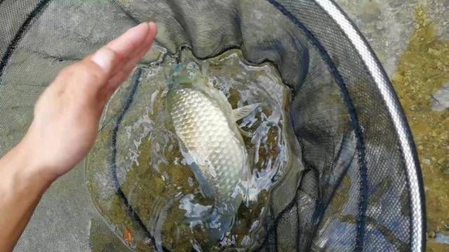  适合：玉米这样泡最适合在水库钓鱼啦！半个小时喜获斤鲫和鲤鱼！
