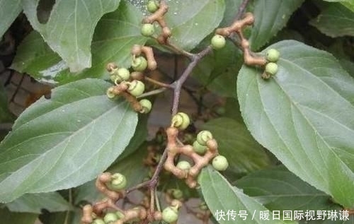  『种果』小时候会去摘1种“鸡爪梨”，褐色的果子独特，如今珍贵、也少见