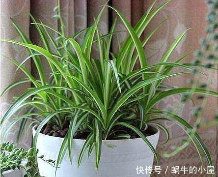 「叶绿」凤尾竹、吊兰叶片焦边，用上这“2种补药”，枝壮叶绿，真喜庆！
