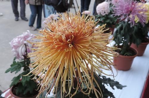  中华：喜欢菊花，首选此款“菊中精品”中华溢彩，灵动飘逸，流光溢彩！