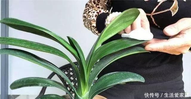  「养花」只会用酒浇君子兰？学会这几招，君子兰开满花