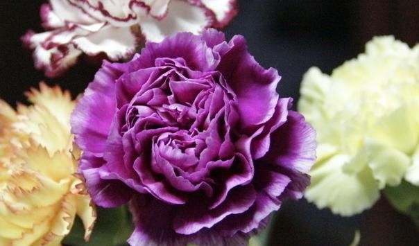  不妨@它是母亲节的代表花卉，想加深爱意，不妨在家里自己养殖吧