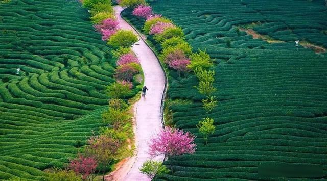  「樱花」中国这些花开成海的地方，美极了