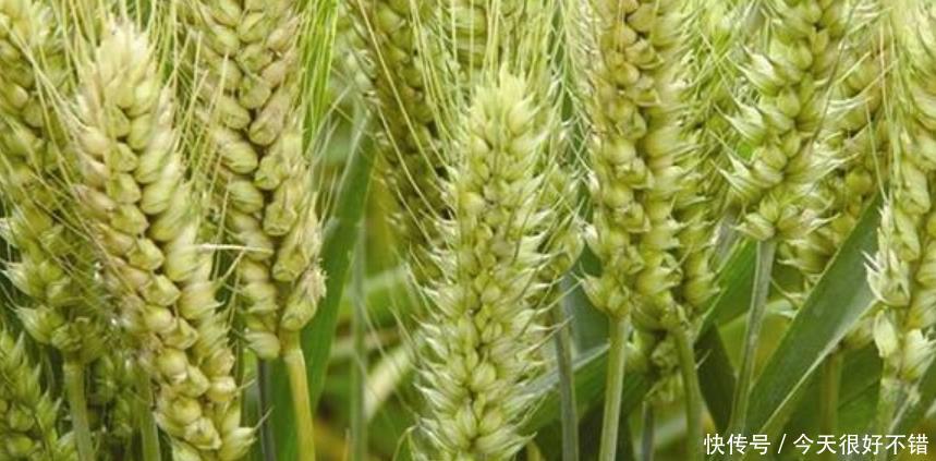  耕地@未来，中国的耕地到底由谁来耕种？中国的粮食到底会由谁来