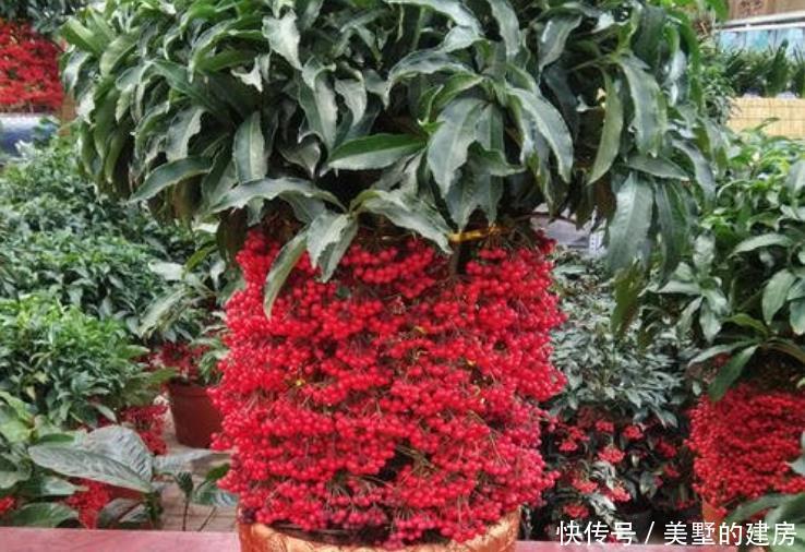 【家里】人养花,花也养人!4种花养家里镇宅旺财,尤其是最后一种!