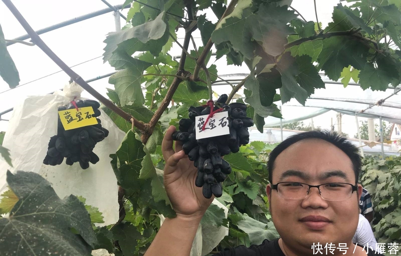 『此种』院子里不要乱种树,此种果树栽上几株在家中,新鲜水果年年有的吃