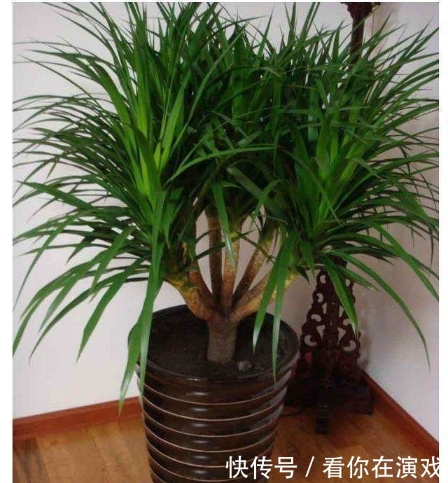 家里养盆这种“树”，叶子茂盛“有福气”，谁养谁赚！