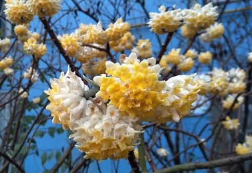  #古老#1种古老花卉，开花漂亮，花香浓郁，传言枝条打个结能实现愿望