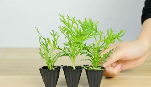  【晾衣杆】晾衣杆上挂盆它，个个开成大花球，阳台再小也能养！