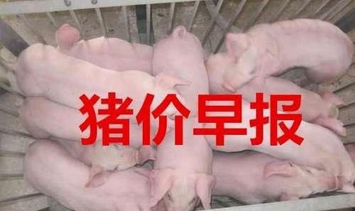 明日猪价5-6号猪价一览表，生猪调运引起猪价上涨？