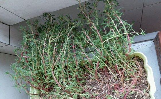 解植物■“养花杀手”养出来的花是什么样子？哈哈哈，笑死我了！