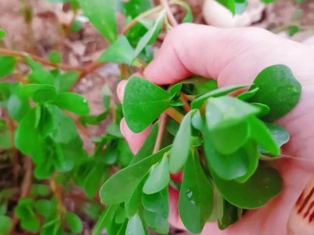  [黄花酢浆草]花盆里长出蘑菇，马上拔干净，否则就是大祸害！
