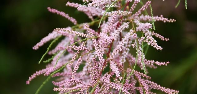 青海茫崖:柴达木盆地的奇迹之城,戈壁滩上的生命绿洲