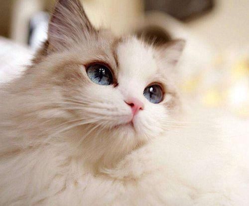 『猫肉』为什么人们都不吃猫肉?真的因为猫肉是酸的吗?其实不然