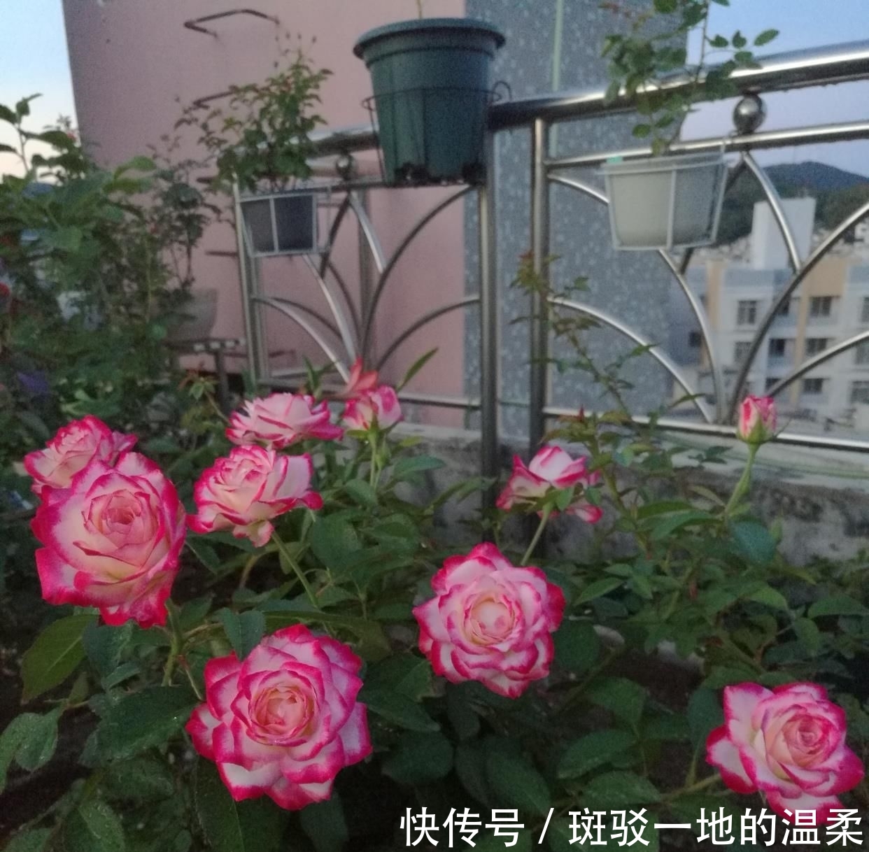  #值得#一年四季开花,美丽若玫瑰,好养易活,这款盆栽绿植,很值得栽培