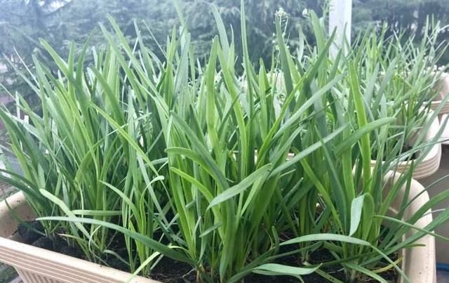 韭菜生长:阳台盆栽上这4种蔬菜,一茬一茬吃不完,一年四季都有的吃!