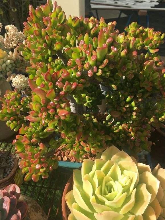 『个头』一盆吸财树,花了八块钱,3年翘起上千个头,叶子通红带宝洞