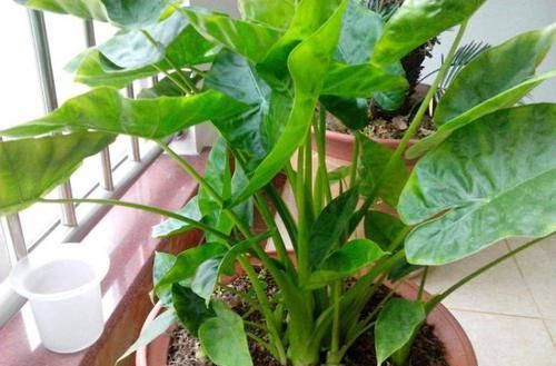  「芋头」一种盆栽叶似荷叶，形似滴水观音，既观赏又能食用，可谓两全其美