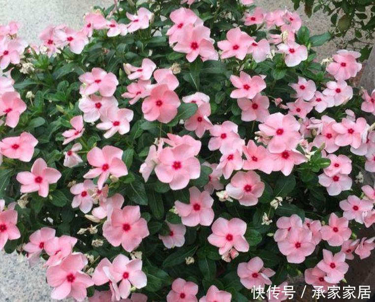 春天@春天就养“4种花”,越晒越开花,一开就是200天,拦都拦不住!