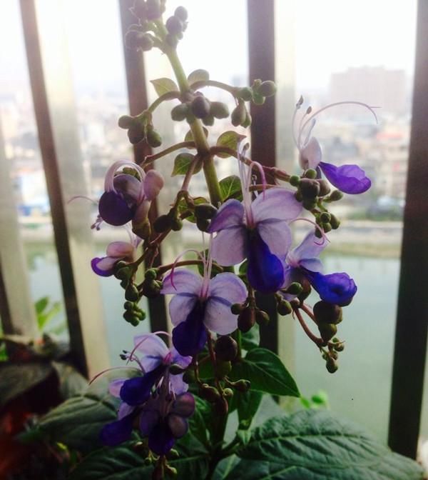  此种|此种新型观赏植物，花朵似蝴蝶，四季有花开，种植也很容易
