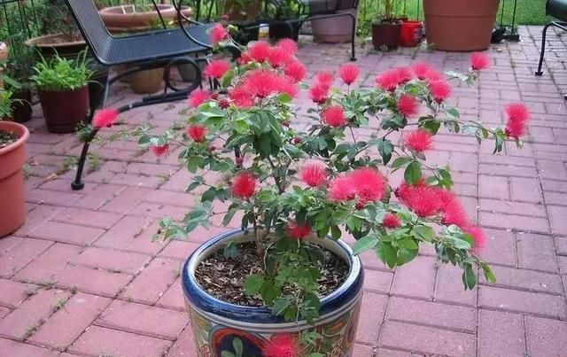  [高温]炎炎夏季要到，非常适合栽种粉扑花，越是高温开花越“灿烂”！