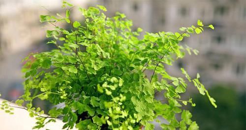  「浇水」勤快人喜欢养的三种花卉，喜欢水分不怕浇水，浇的越多越容易爆盆