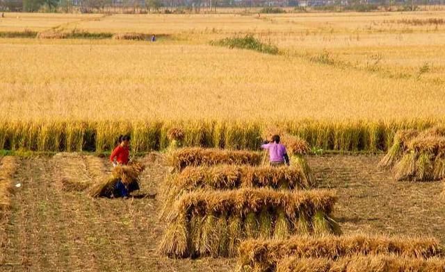 未来在农村，这3种人的日子可能难过了，希望没有你