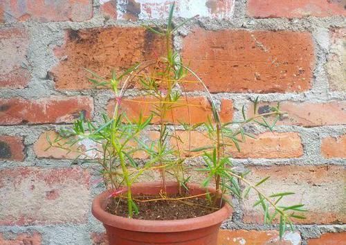  「身价」5块钱一盆的花，养1年变老桩，身价翻了上百倍！