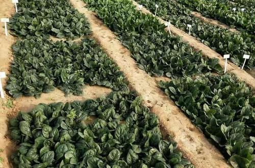  【通菠菜】农民种植这个青菜，可以带根吃，需求量大，你一定也吃过