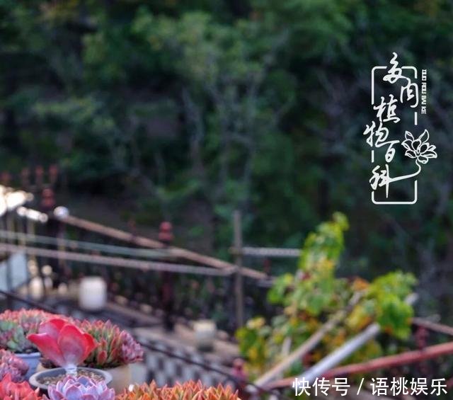 #喜欢#一粥一饭填饱肚子,一屋一花神仙日子!生命不止,玩趣不停!