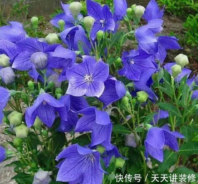  『家里』家里阳台小就养3种花，吊着养更漂亮，不占地方花量大，美极了