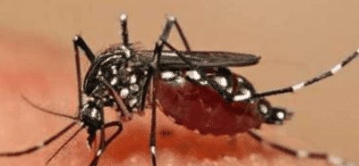  「时间」花蚊子在我国出现时间并不长，但人们白天已无法乘凉，