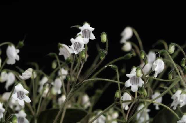  「上海植物园」盾叶苣苔磨砺四年终绽放