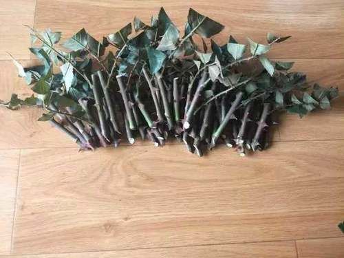  当年■4月底，扦插月季，做好几件事，一棵变十棵，当年就开花！
