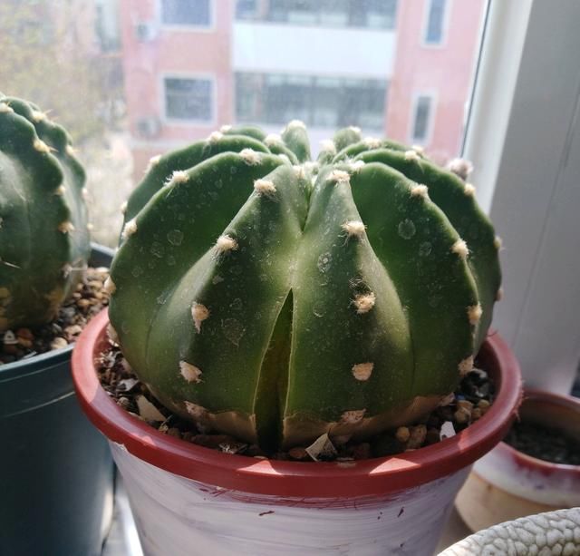  开口■仙人球炸裂开口有害吗？怎么控制仙人球炸裂，小心淋雨疯长