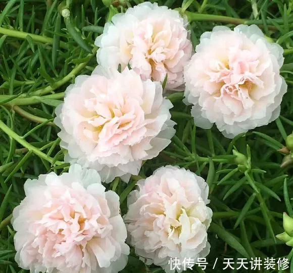  『植物』新手养花怎么选？3种花好养好看，打理太简单！