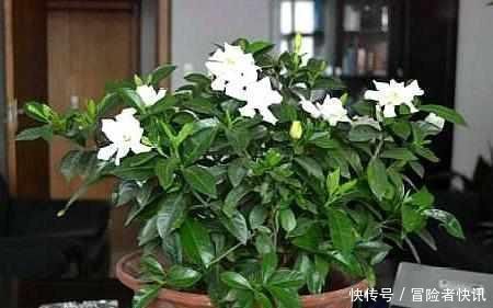  苹果皮|老花农用一斤苹果皮养栀子花，花开洁白，一盆能开20朵