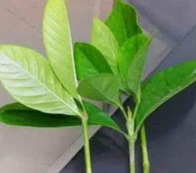  「栀子花」终于等到了扦插季，这两种花赶紧动手，明年不用买花了！